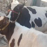 گاو گوساله ماده برای داشت  اول شکم|حیوانات مزرعه|کرمانشاه, |دیوار