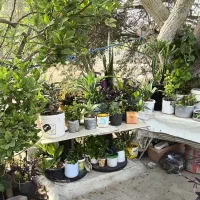 حـراج انواع گل و گیاه|گل و گیاه طبیعی|کیش, |دیوار