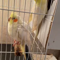 جفت عروس هلندی مولد دستی همراه تخم به فروش میرسد|پرنده|گلبهار, شهر جدید گلبهار|دیوار