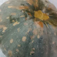 کدو دامی.*ارسال با نیسان.خوراک گاو. صومعه سرا