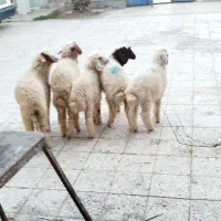 هویزه