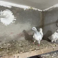 کفتر|پرنده|اشترینان, |دیوار