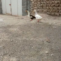 فروش اردک درحال تخم