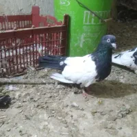 کله دم سیاه ماده