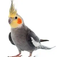 عروس هلندی