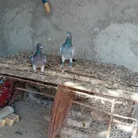 یک جفت نروماده|پرنده|هامون, |دیوار