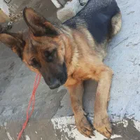 ژرمن ماده واگذاری|سگ|کرمانشاه, |دیوار