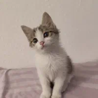 واگذاری گربه رایگان|گربه|اندیشه, اندیشه فاز ۲|دیوار