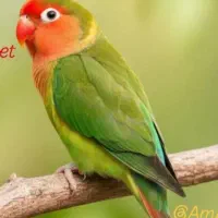 طوطی بریزیلی اوپال خاص|پرنده|سنندج, |دیوار