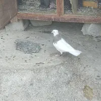 سه عدد طوقی