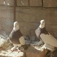 فروش دو عدد نر طوقی|پرنده|اردکان, |دیوار