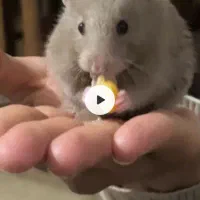 همستر جهت واگذاری