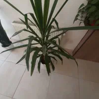 گل بزرگ و شیک