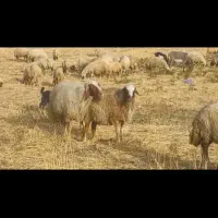ورن سنجابی داشتی