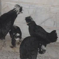 مرغ کاکولی|حیوانات مزرعه|گلستان (تهران), |دیوار