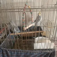 دو جفت عروس هلندی بالغ|پرنده|شیراز, کوشک میدان|دیوار