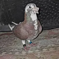 سخریچ نرومادش زاغ باگوره ماده پلاکی