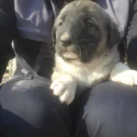 واگذاری  توله سگ سرابی