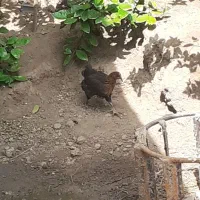 سلام از انواع جوجه ۴۰ روزه
