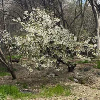 معاوضه-باغچه-در-تهران-با-اپارتمان