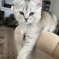 گربه بریتیش ماده دوماه و دو هفته