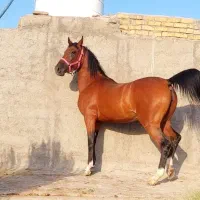 کارگر اسطبل اسب