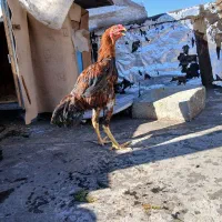 یک عدد خروس لاری|حیوانات مزرعه|مرند, |دیوار