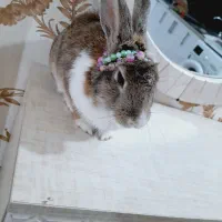 خرگوش بامزه