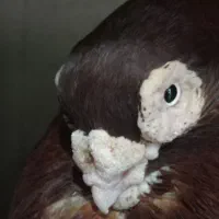 قفس