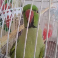 طوطی|پرنده|مهدی شهر, |دیوار