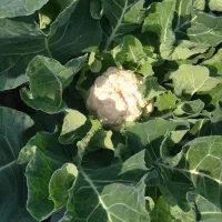 کاهو و گل کلم|گل و گیاه طبیعی|دلند, |دیوار