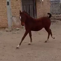 مادیون با کره