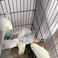 مرغ عشق رنگ خاص مرق عشق معاوضه با جفت رنگی با تخم|پرنده|مشهد, طبرسی شمالی|دیوار