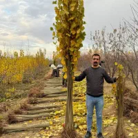 نهال صنوبر تضمینی و قیمت مناسب|خدمات باغبانی و درختکاری|آذرشهر, |دیوار