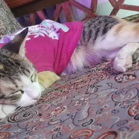 واگذاری گربه