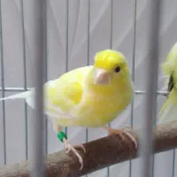 قناری واتر اسلاگر|پرنده|مهدی شهر, |دیوار