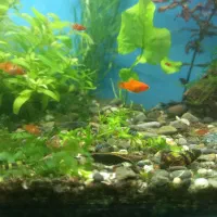 آکواریوم پلنت|ماهی|سنندج, |دیوار