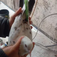 دو عدد کفتر