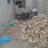 تعدادی بز بزغاله دار جوان|حیوانات مزرعه|رامند, |دیوار