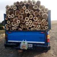 خرید و فروش انواع چوب ودرخت به