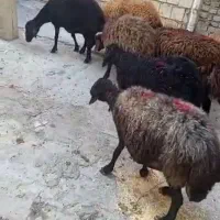 قوچ ومیش