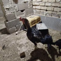 خروس لاری ومرغ وجوجه لاری اصلی|حیوانات مزرعه|شیراز, شهرک کوشکک|دیوار