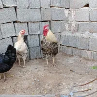 خروس محلی طلایی اورجیال