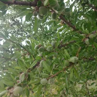 باغ انار ۴ ساله|فروش زمین و ملک کلنگی|فسا, |دیوار