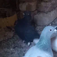 پرنده|پرنده|بم, |دیوار