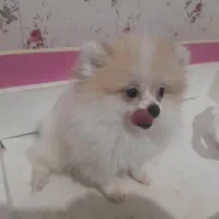 پامرانین خرسی|سگ|کاشان, شهدا|دیوار