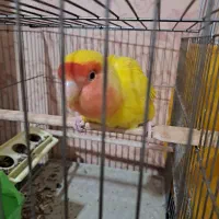 طوطی برزیلی