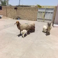 میش بره