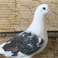 یک تعداد شکار گرفتم