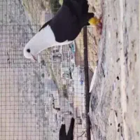 مخمل سیاه بزک